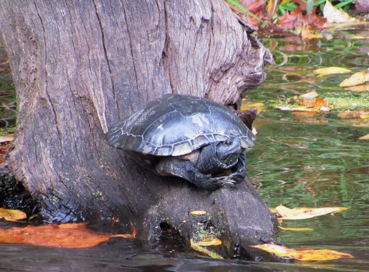 Melanistic Red-ear Slider